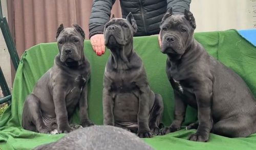 Вакансія «Людина для Кане-корсо»!