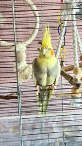 Корелки шукають нову домівку