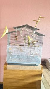 Корелки шукають нову домівку