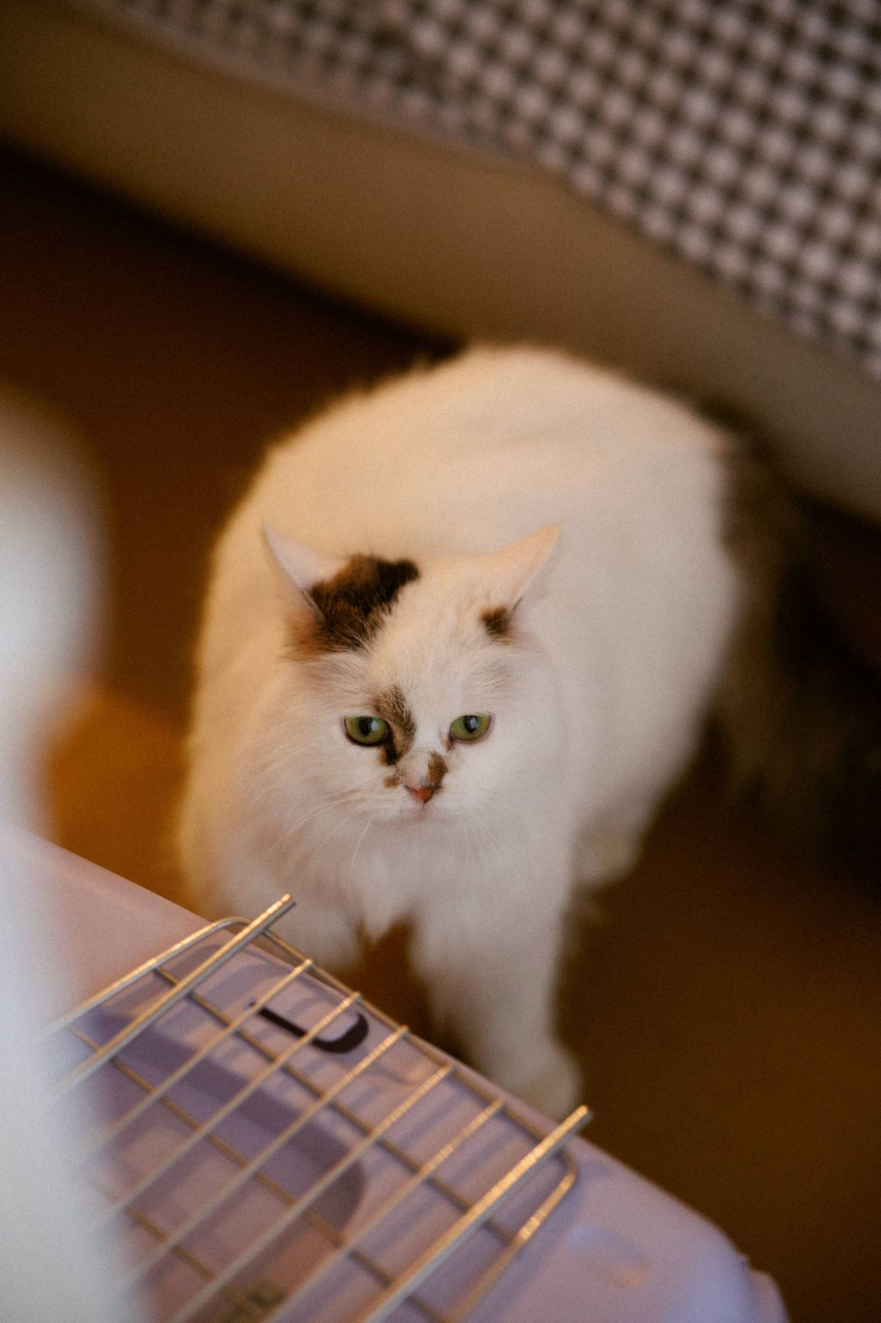 Пухнаста молода киця Варя шукає родину в Києві