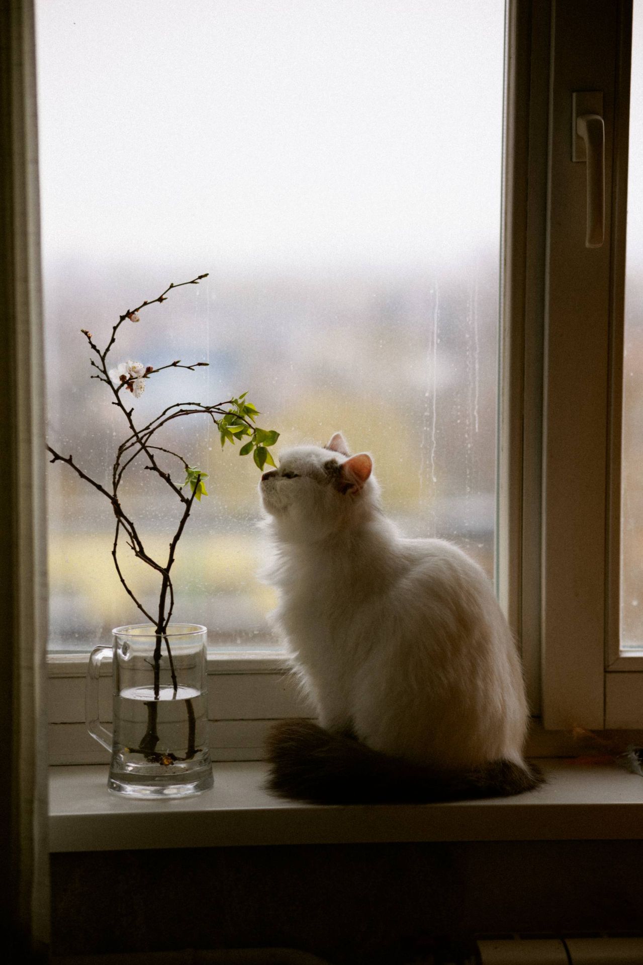 Пухнаста молода киця Варя шукає родину в Києві