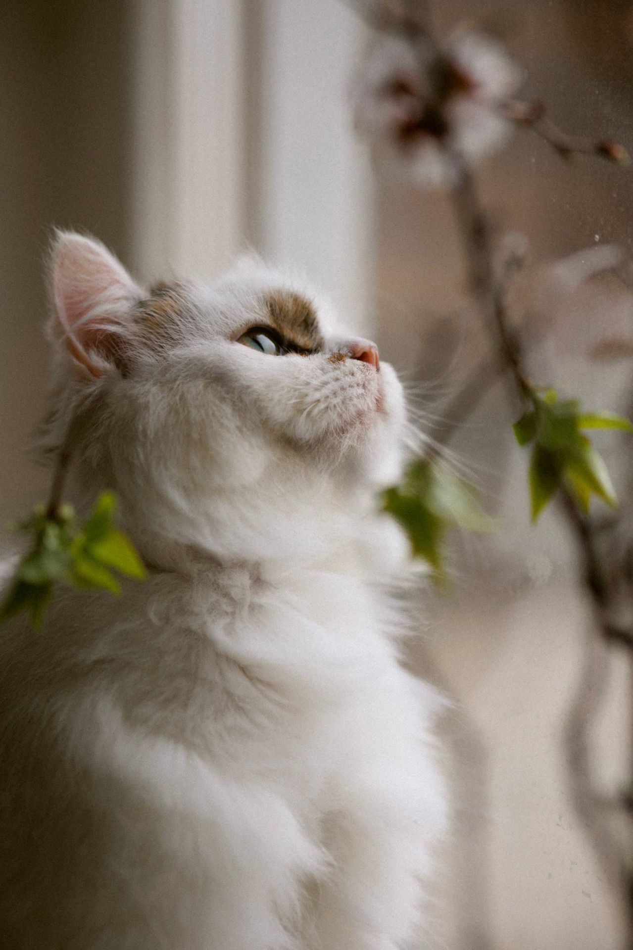 Пухнаста молода киця Варя шукає родину в Києві