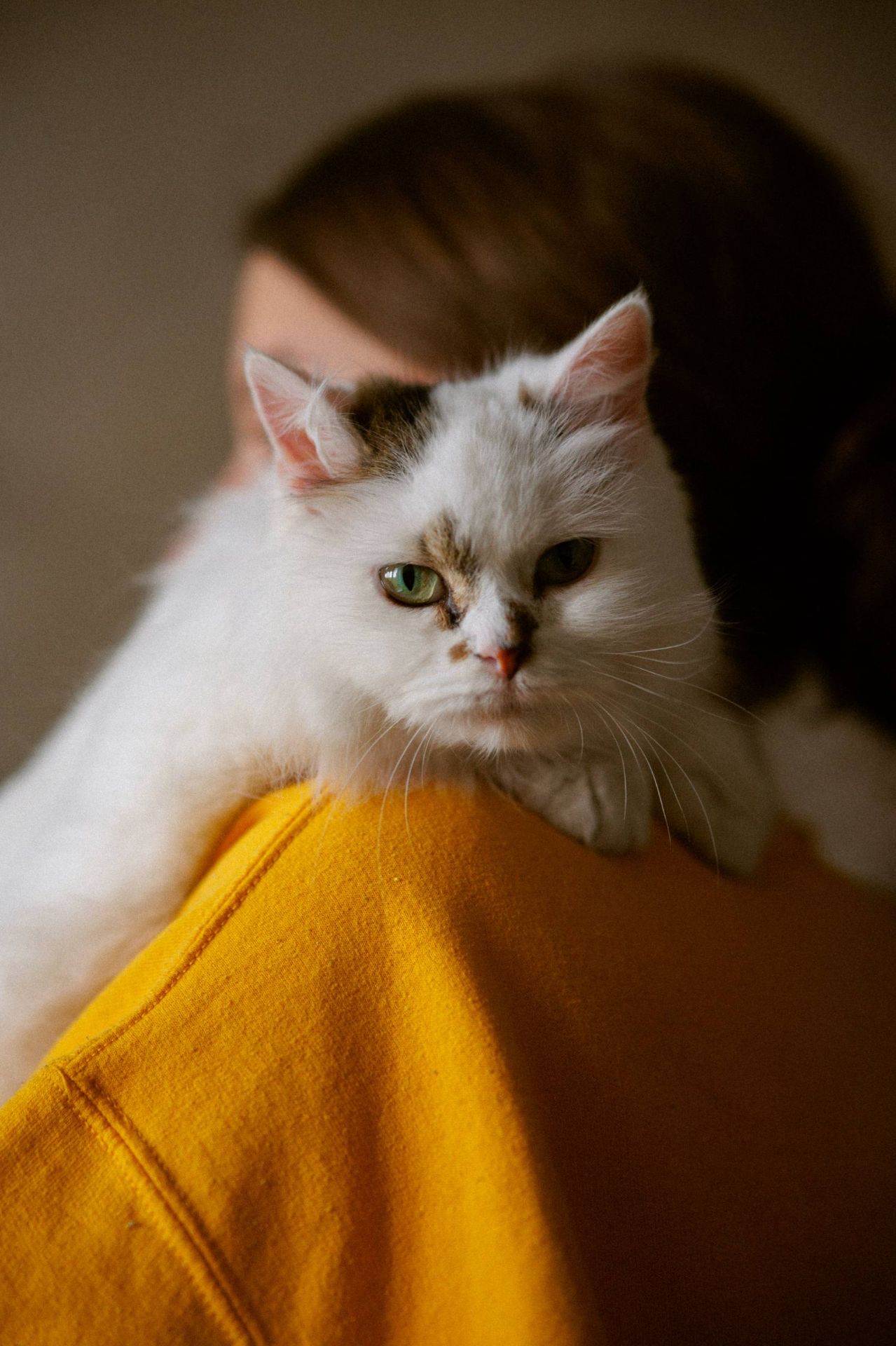 Пухнаста молода киця Варя шукає родину в Києві