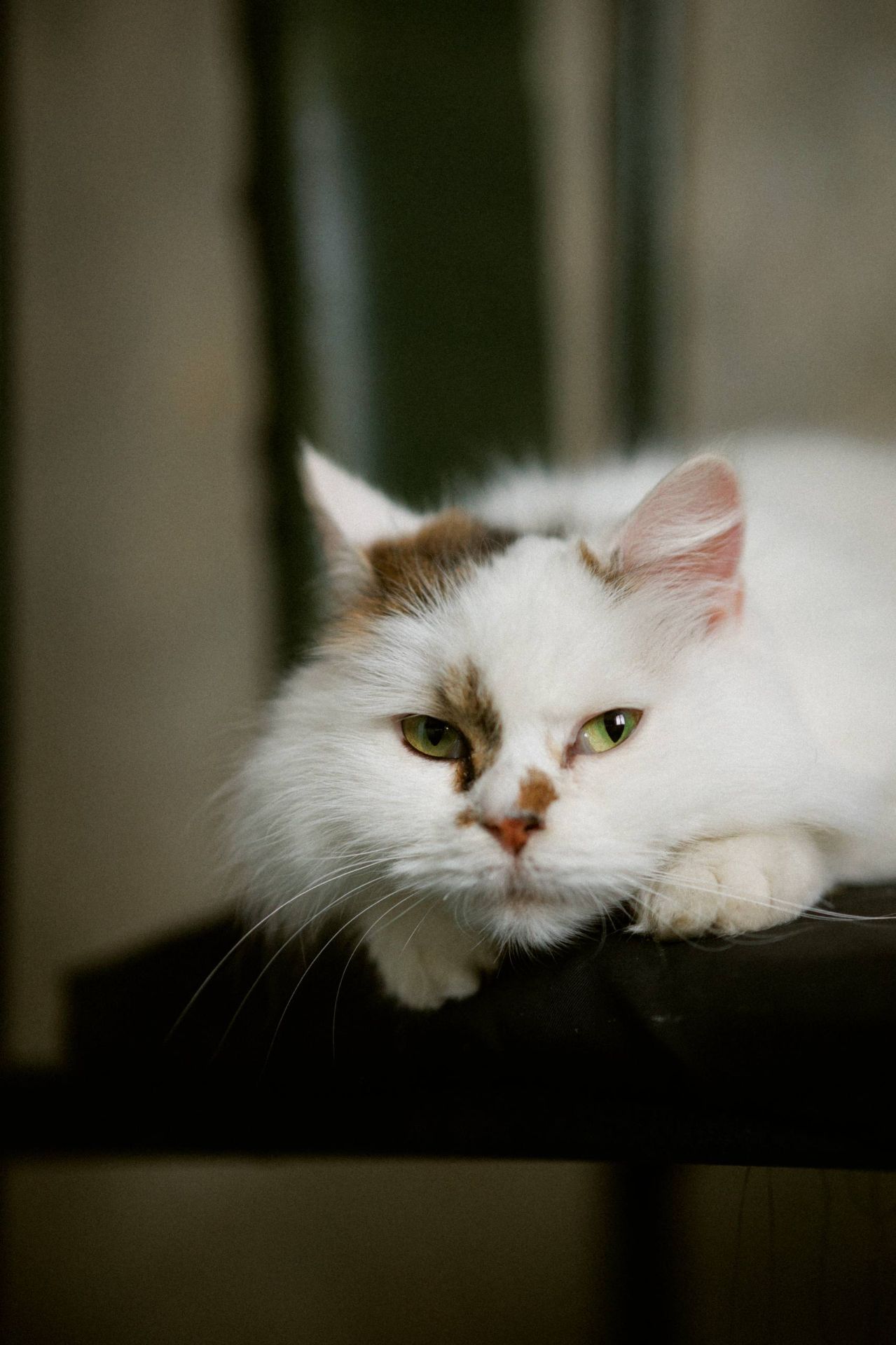 Пухнаста молода киця Варя шукає родину в Києві