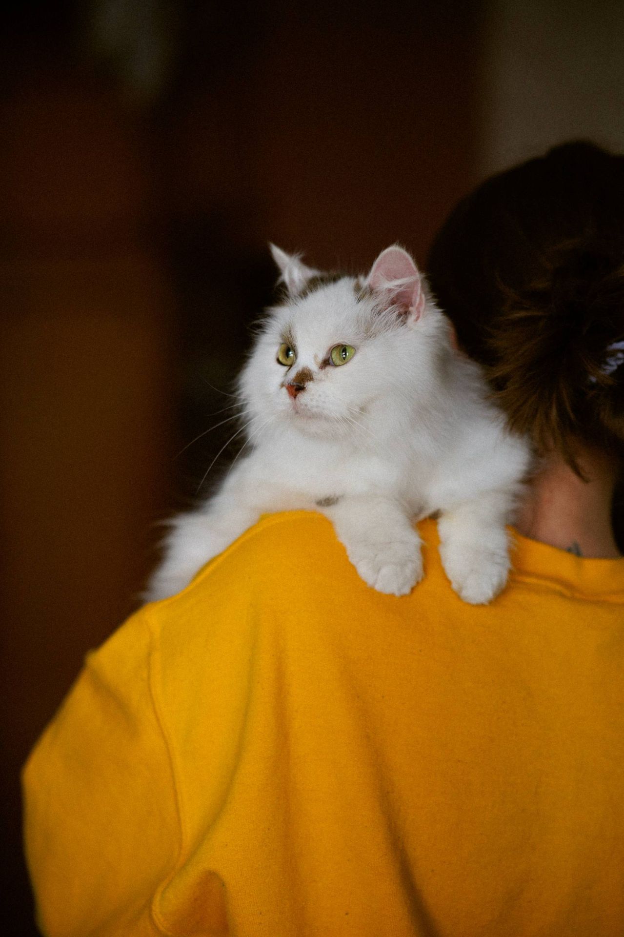 Пухнаста молода киця Варя шукає родину в Києві