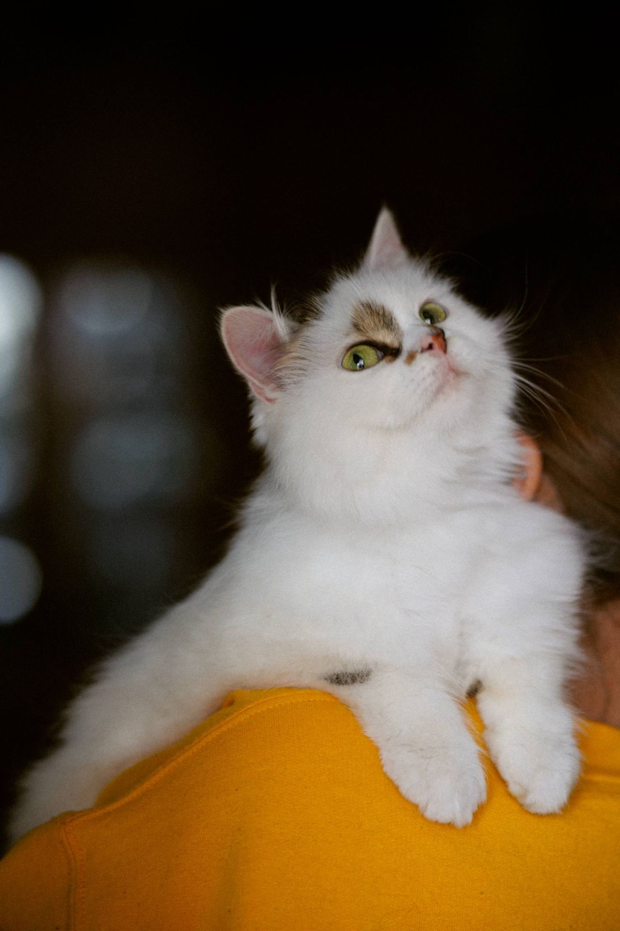 Пухнаста молода киця Варя шукає родину в Києві