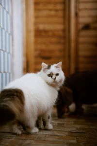 Пухнаста молода киця Варя шукає родину в Києві