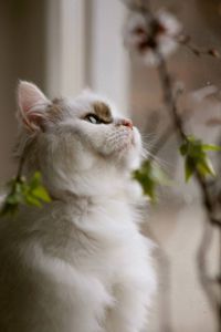 Пухнаста молода киця Варя шукає родину в Києві