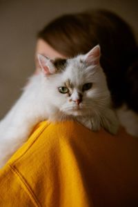 Пухнаста молода киця Варя шукає родину в Києві