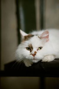 Пухнаста молода киця Варя шукає родину в Києві