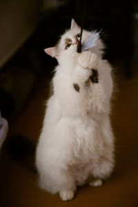 Пухнаста молода киця Варя шукає родину в Києві