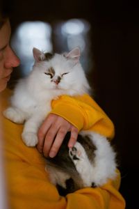 Пухнаста молода киця Варя шукає родину в Києві