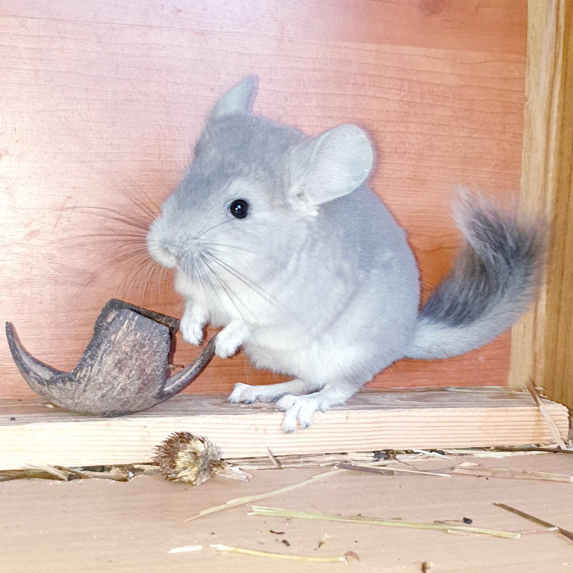 Маленький самец шиншиллы Фиолет носитель ангоры