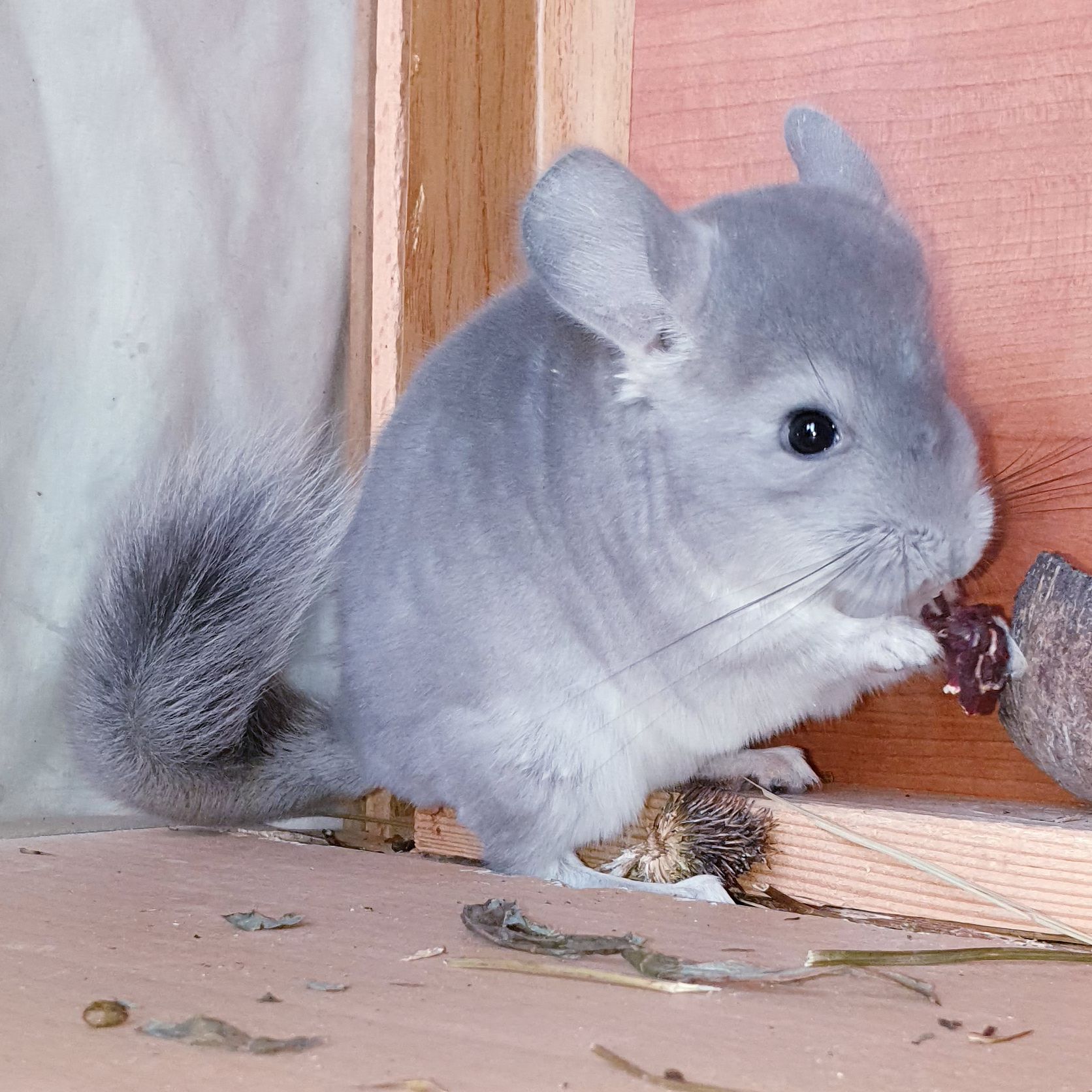 Маленький самец шиншиллы Фиолет носитель ангоры