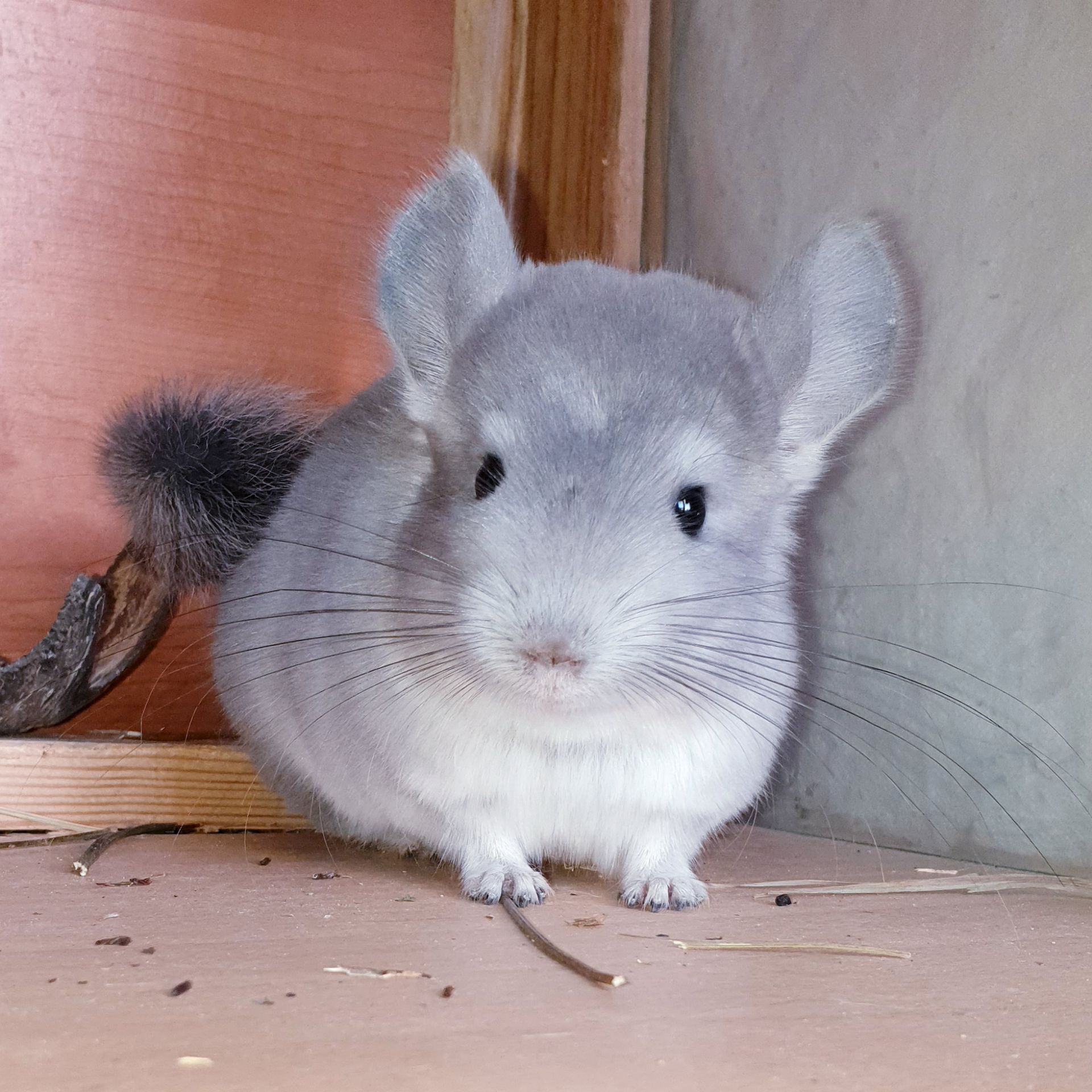 Маленький самец шиншиллы Фиолет носитель ангоры