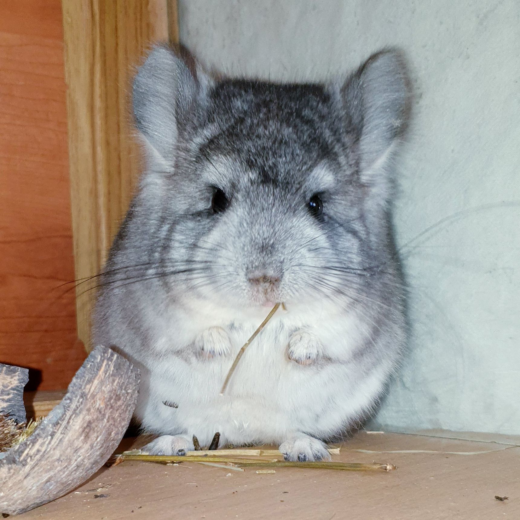 Маленький самец шиншиллы Ангора стандарт носитель фиолета