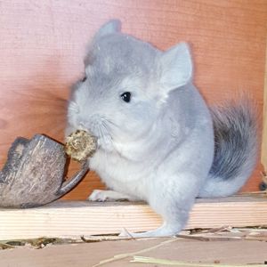 Маленький самец шиншиллы Фиолет носитель ангоры