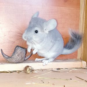 Маленький самец шиншиллы Фиолет носитель ангоры