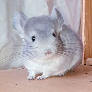 Маленький самец шиншиллы Фиолет носитель ангоры