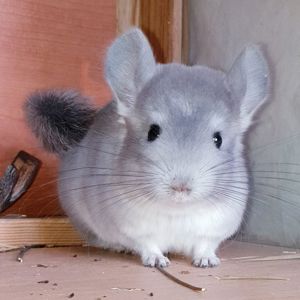 Маленький самец шиншиллы Фиолет носитель ангоры