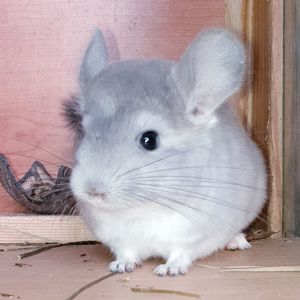 Маленький самец шиншиллы Фиолет носитель ангоры