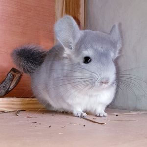 Маленький самец шиншиллы Фиолет носитель ангоры