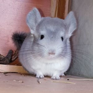 Маленький самец шиншиллы Фиолет носитель ангоры