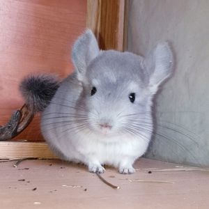 Маленький самец шиншиллы Фиолет носитель ангоры