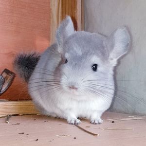 Маленький самец шиншиллы Фиолет носитель ангоры