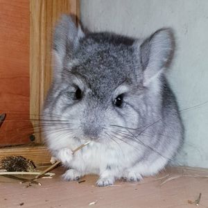 Маленький самец шиншиллы Ангора стандарт носитель фиолета