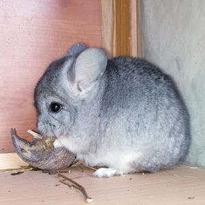 Маленький самец шиншиллы Ангора стандарт носитель фиолета