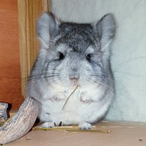 Маленький самец шиншиллы Ангора стандарт носитель фиолета