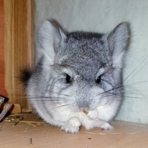 Маленький самец шиншиллы Ангора стандарт носитель фиолета