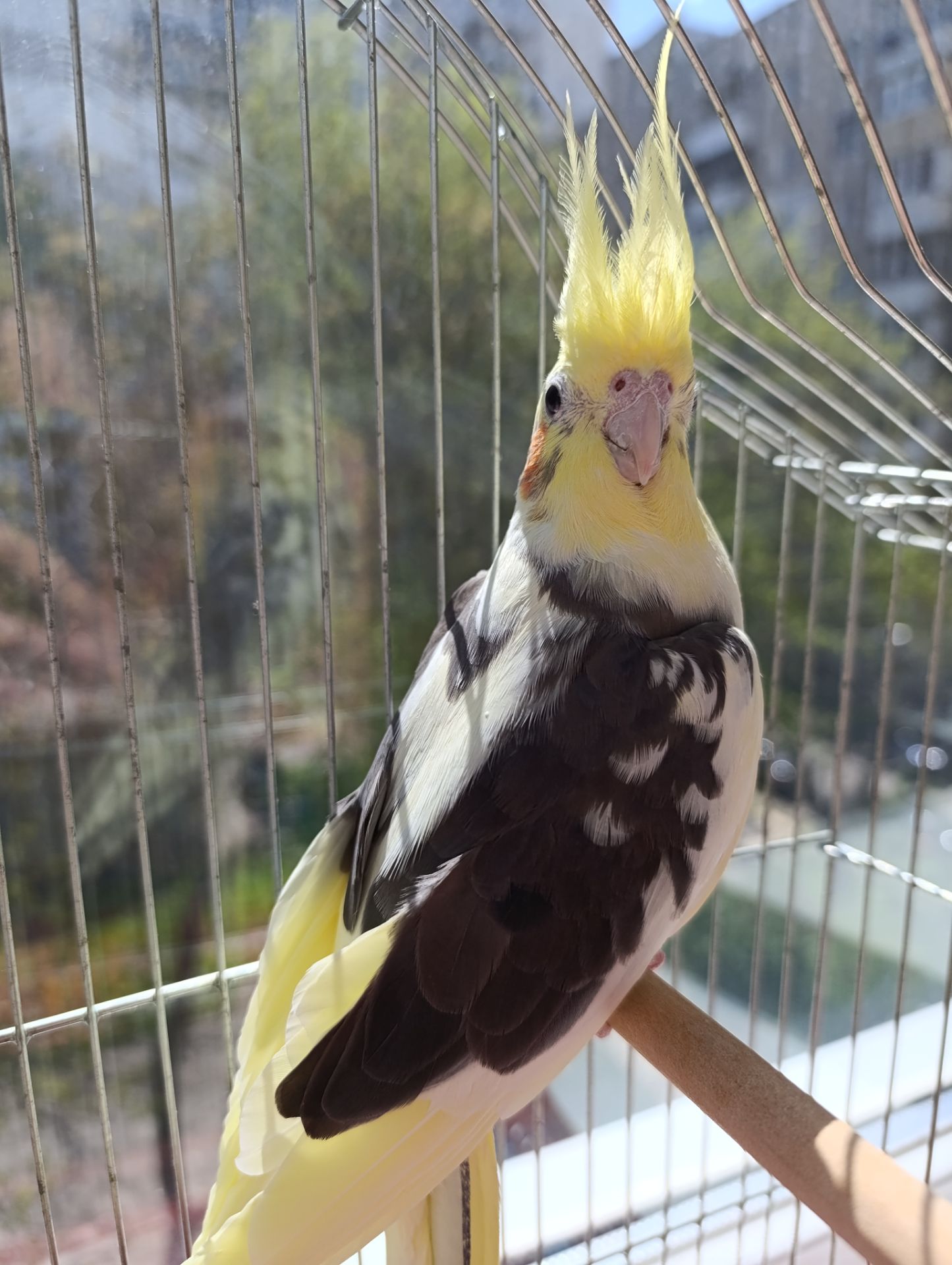 Корелла самочка в подарок клетка