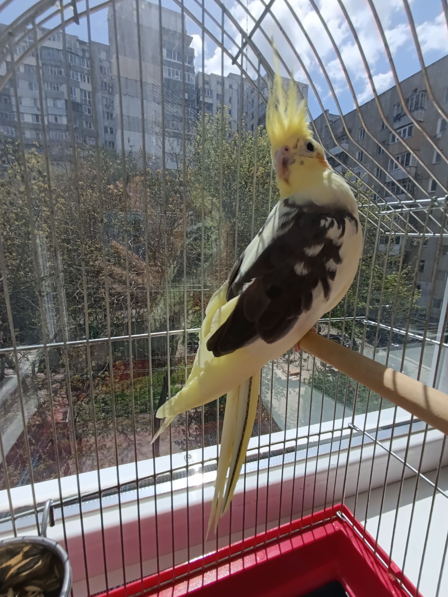 Корелла самочка в подарок клетка