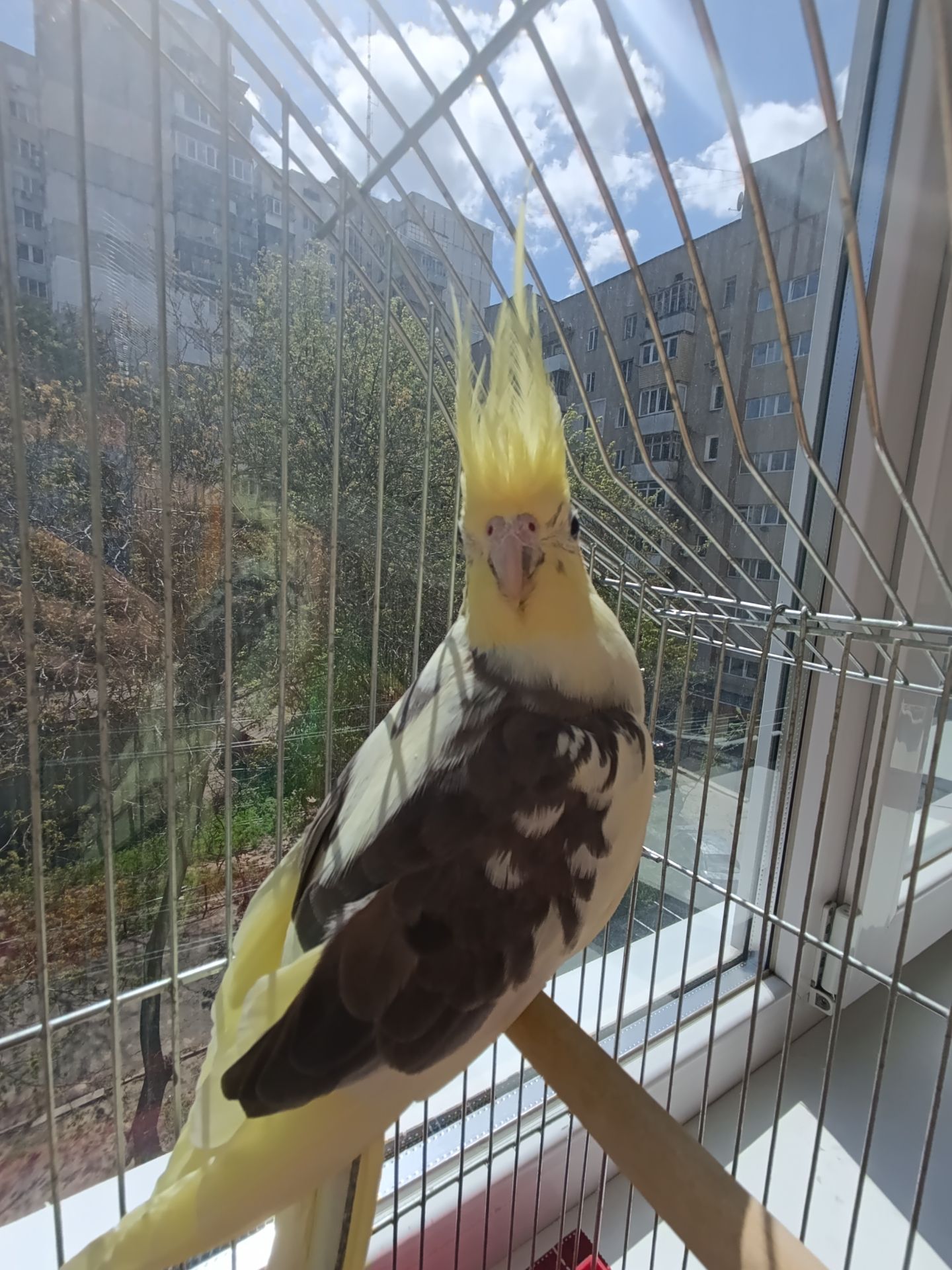 Корелла самочка в подарок клетка