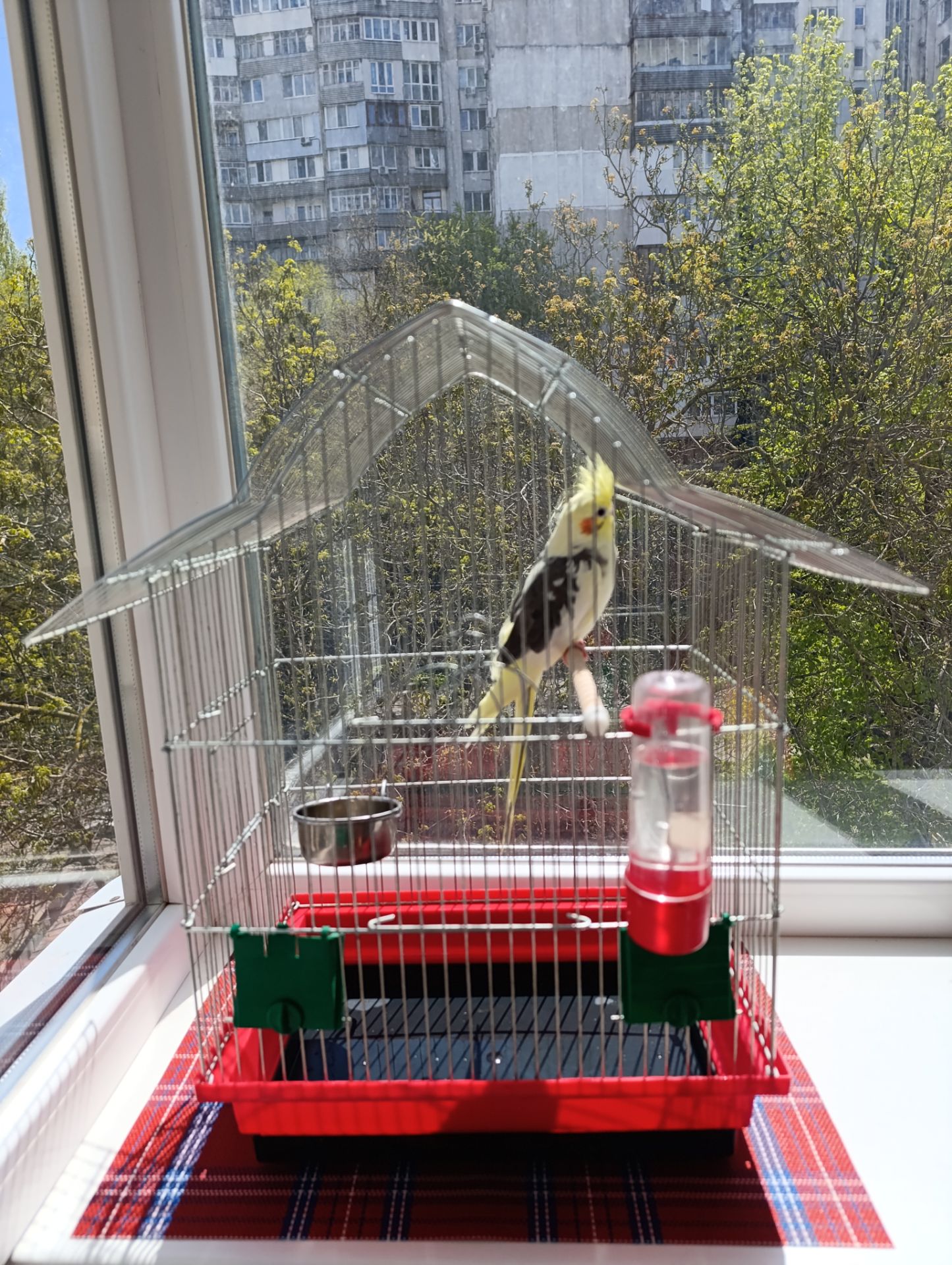 Корелла самочка в подарок клетка