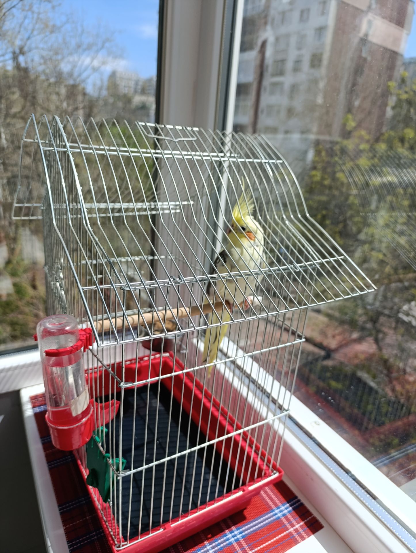 Корелла самочка в подарок клетка