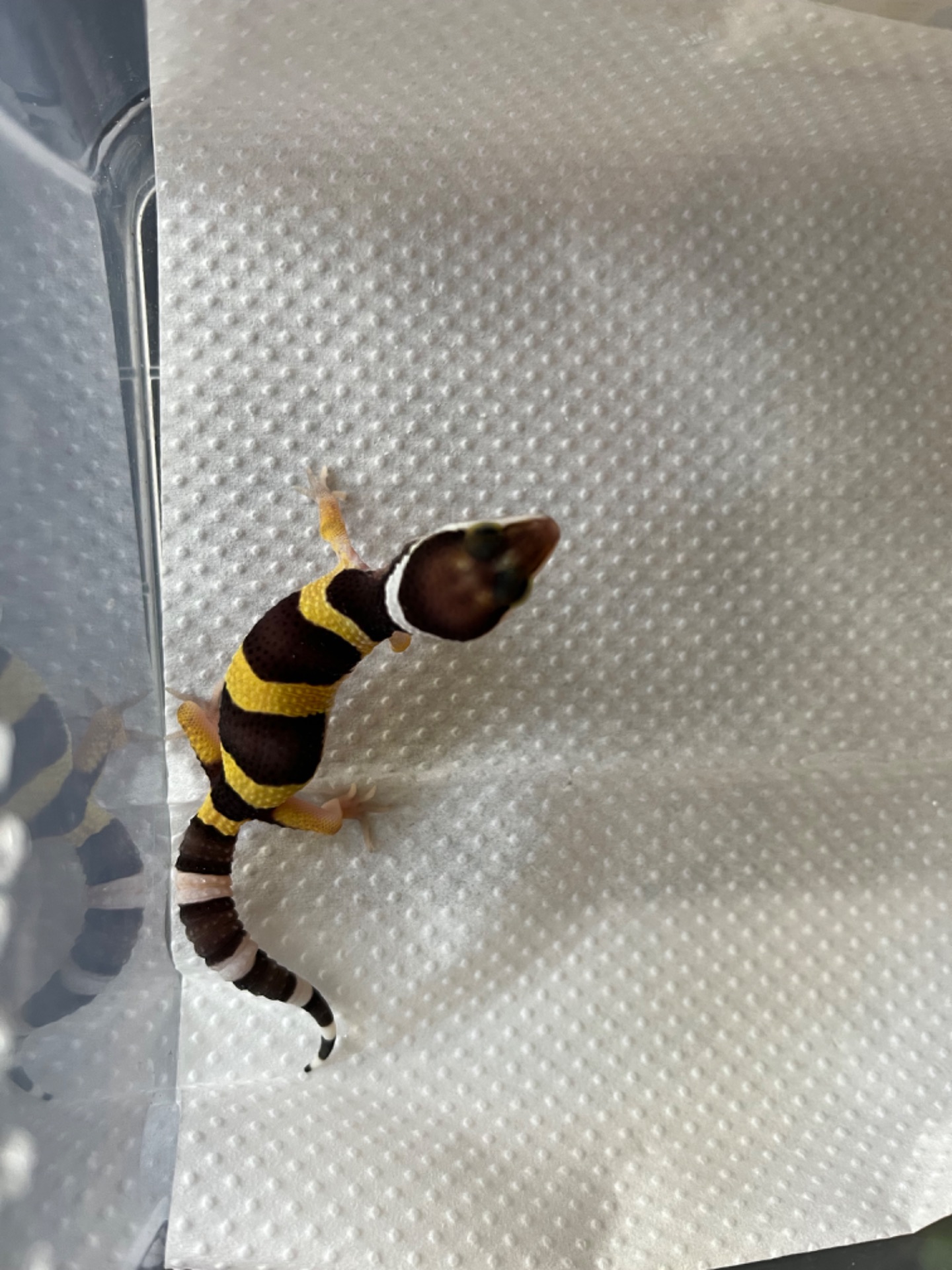 Еублефар, леопардовий гекон