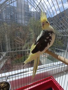 Корелла самочка в подарок клетка