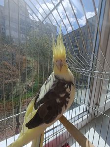 Корелла самочка в подарок клетка