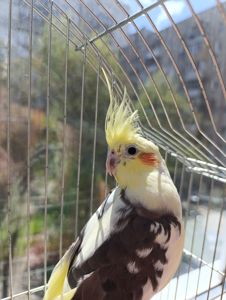 Корелла самочка в подарок клетка