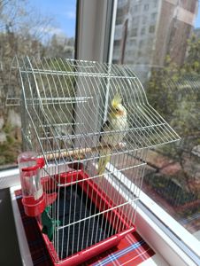 Корелла самочка в подарок клетка