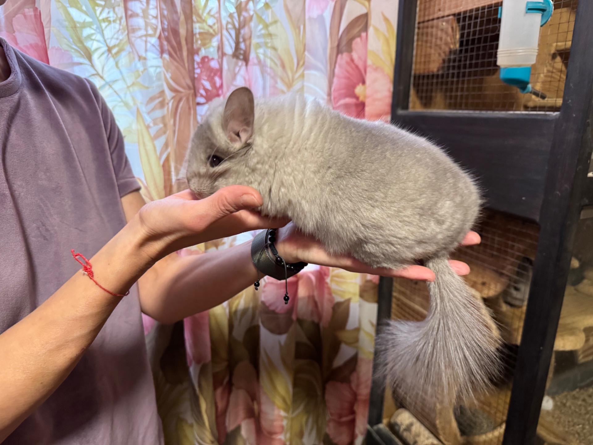 Шиншили королівська ангора хлопчик