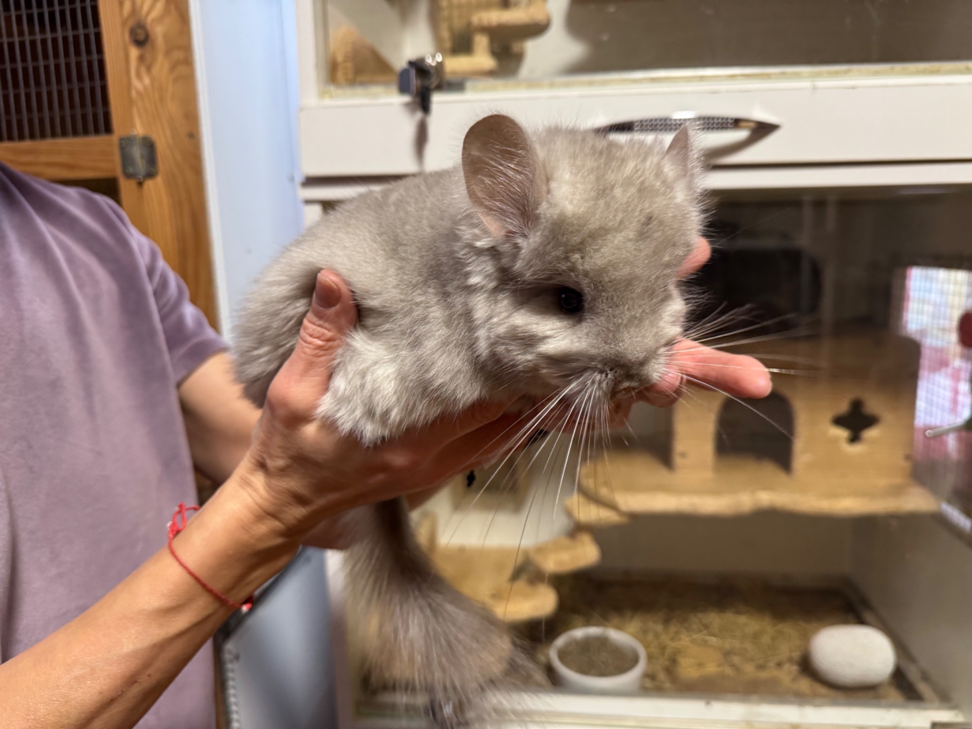 Шиншили королівська ангора хлопчик