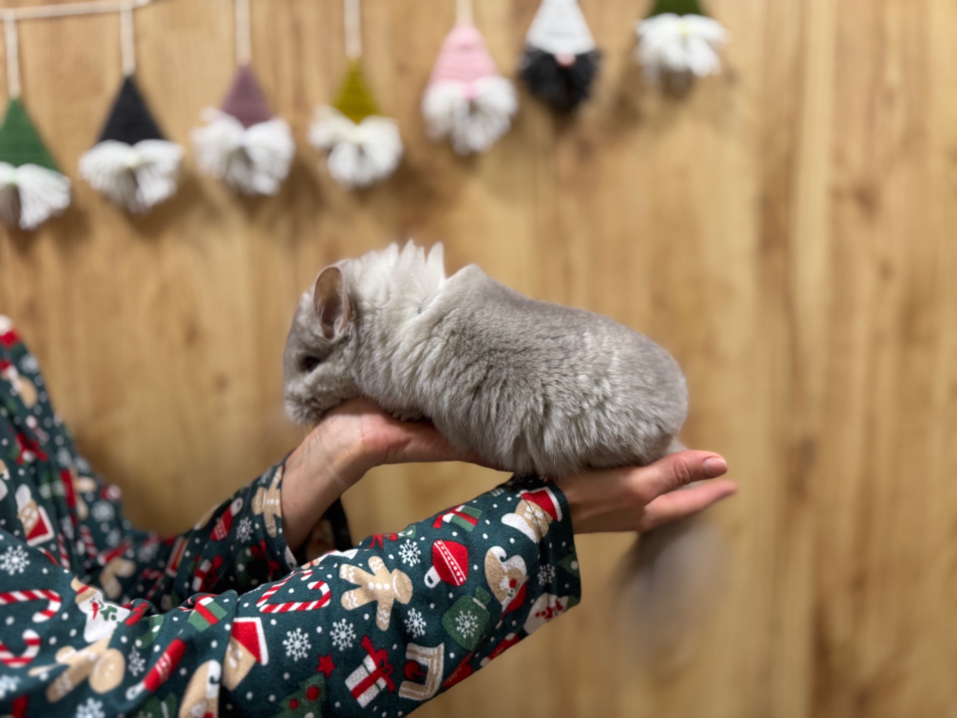 Шиншили королівська ангора хлопчик