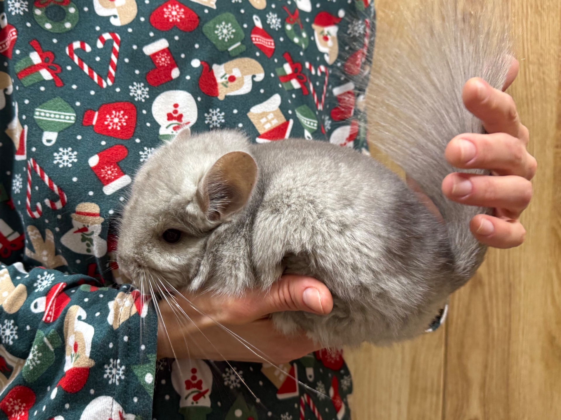 Шиншили королівська ангора хлопчик