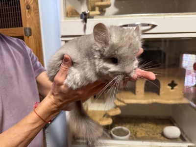 Шиншили королівська ангора хлопчик