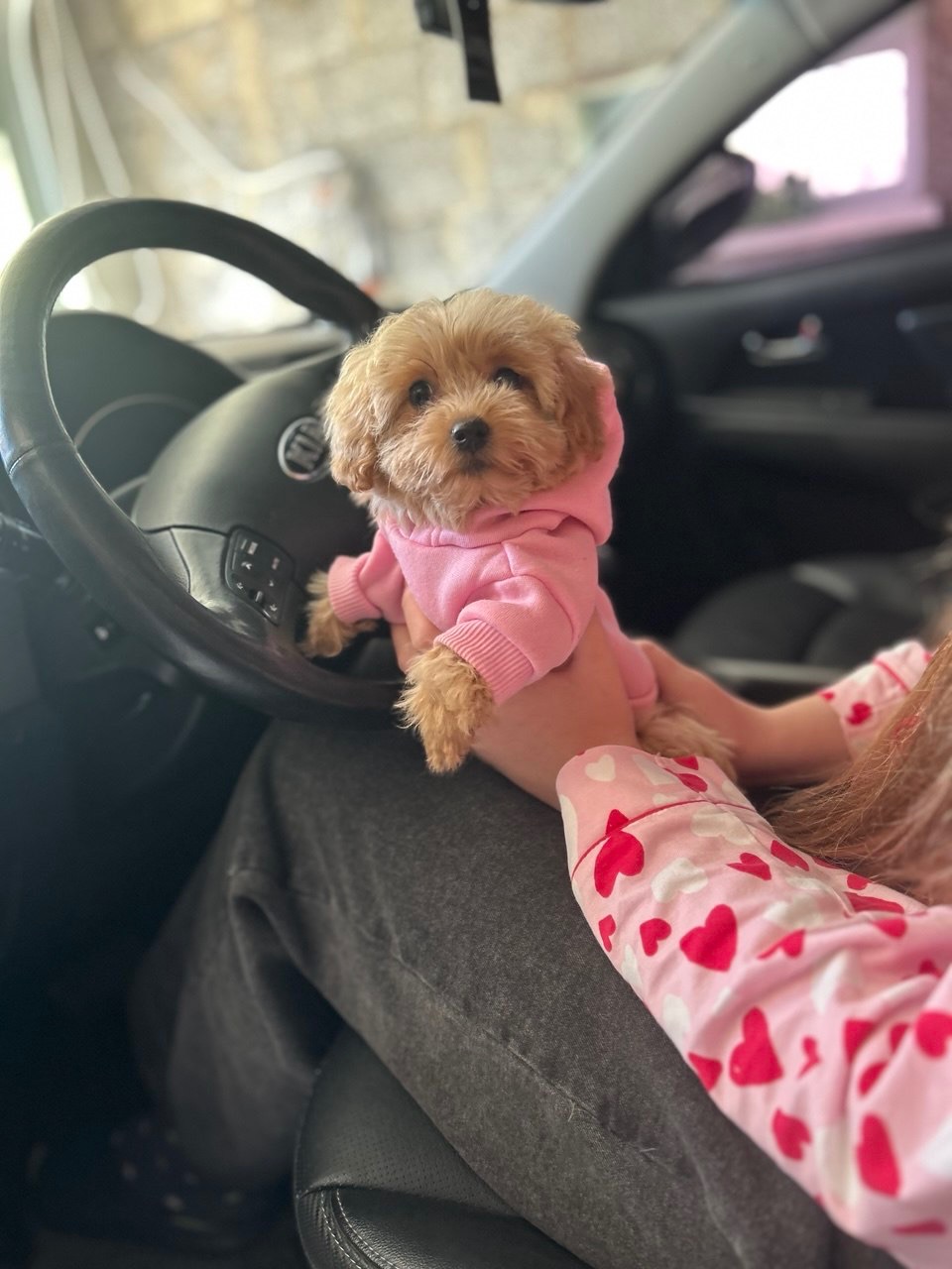 Чарівна дівчинка мальтипу міні