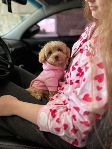 Чарівна дівчинка мальтипу міні